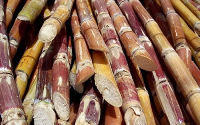 Dùng mía trị viêm họng