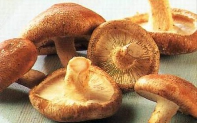 Bài thuốc hay từ nấm hương