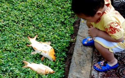 Hiểm họa khi ăn cá kênh Nhiêu Lộc: Ung thư, suy thận...