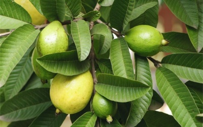 10 lợi ích của lá ổi với sức khỏe