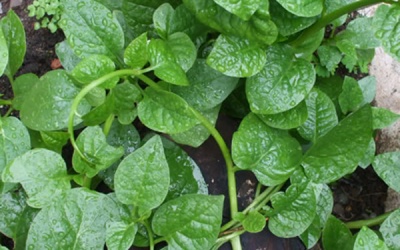 'Mùa hè không nóng' với các loại rau quả giải nhiệt