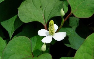 Rau diếp cá trị mụn cực hiệu quả