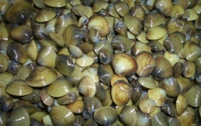 Tác hại khôn lường từ trai, hến