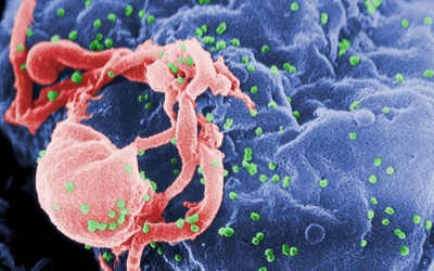 TPCN ngăn ngừa sự phát triển của HIV