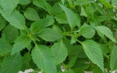 Những loại rau là chất kháng sinh tự nhiên