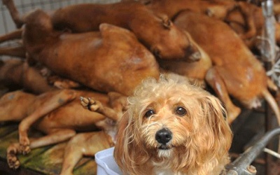 Ăn thịt chó - lo sức khỏe!