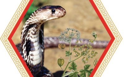 Infographic: Những tác dụng kinh điển của rắn hổ mang với bệnh khớp