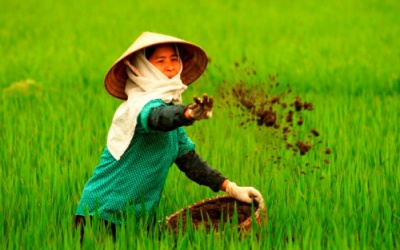 Khảo nghiệm phân bón 'vớ vẩn', cán bộ gây thiệt hại hàng trăm triệu đồng