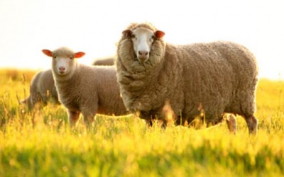 Nhai thai cừu: Món quà cho sức khỏe