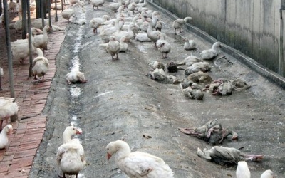 Mỹ: Công bố tình trạng khẩn cấp vì cúm H5N2