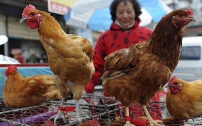 Cúm chết người lây lan nhanh