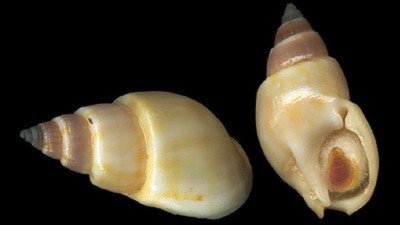 Cách phòng tránh ngộ độc ốc biển