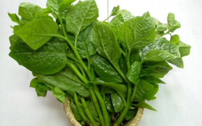 Những ai không nên ăn mồng tơi, rau ngót, rau dền?