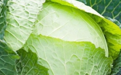 Những thực phẩm ngăn ngừa dị ứng hiệu quả