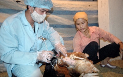Cúm A/H5N6 độc lực cao xuất hiện ở Hà Nam