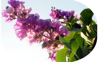 Bằng lăng banaba - bí quyết trị đái tháo đường của người Nhật