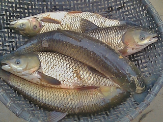 Chữa bệnh bằng mật cá trắm: Coi chừng ngộ độc