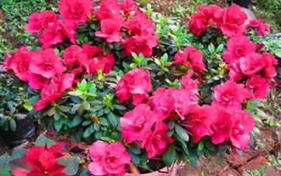 Những loại cây cảnh có độc