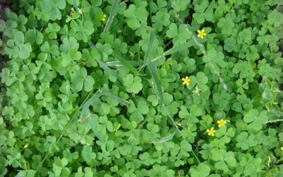 Chua me đất mọc bờ đê - thanh nhiệt cho mùa hè