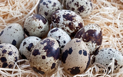 5 lợi ích của trứng chim cút