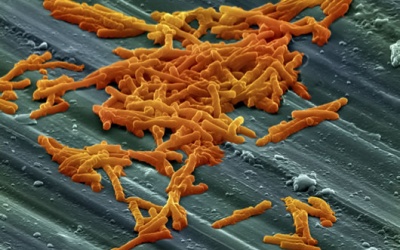 Dùng vi khuẩn không độc chống nhiễm trùng