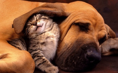 Hình ảnh thân thiết đáng yêu của những cặp động vật 'kỵ' nhau