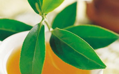 8 công thức dùng lá chè xanh tốt cho sức khoẻ