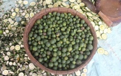 Tận thu cam non xuất đi Trung Quốc, chưa rõ mục đích