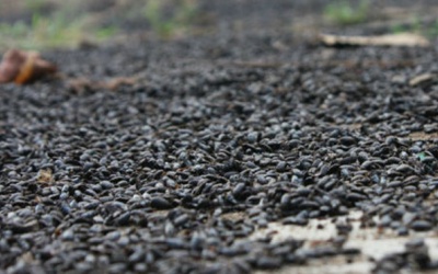 Bọ đậu đen có gây hại cho sức khỏe?