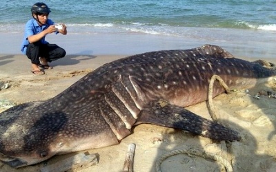 Cá voi 3,5 tấn dạt vào bãi biển Mũi Né