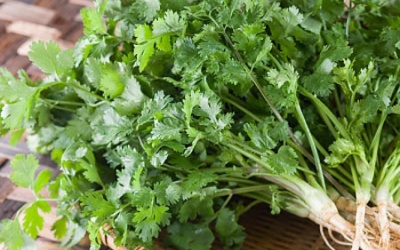 Làm đẹp da, trị cảm từ rau mùi ta