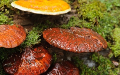 Nấm lim xanh - Khắc tinh của bệnh ung thư