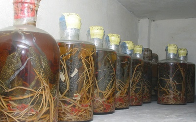 Dược sỹ nói gì về rượu thuốc?