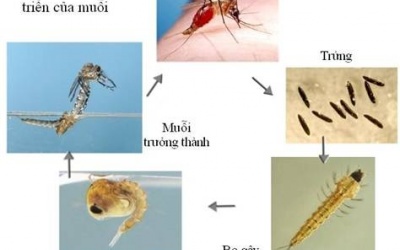 Mỗi năm có khoảng 390 triệu người mắc sốt xuất huyết