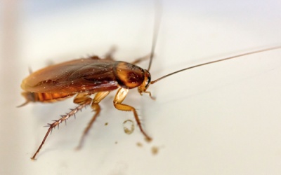 Tăng nhãn áp vì... mèo và gián