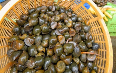 Ăn ốc bươu vàng có độc không?