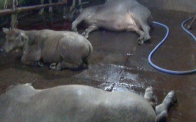 Kinh hãi trâu bò bị bơm nước trước khi giết mổ 