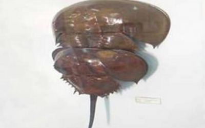 Ăn nhầm so biển, chết như chơi