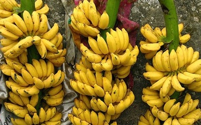 Cách chọn chuối ngon, không ngâm hóa chất