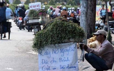 Ma trận Đông dược