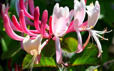 Trị viêm xoang bằng thảo dược