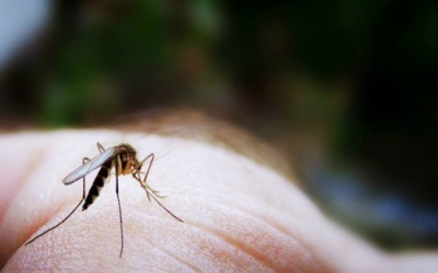 Cách diệt muỗi để phòng bệnh