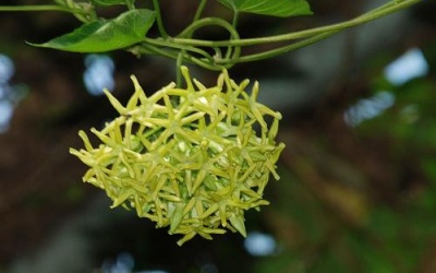 Hoa thiên lý giúp kháng viêm, an thần