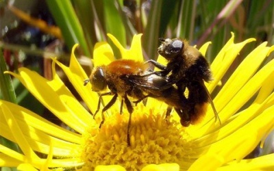 Lý giải khoa học về sự tồn tại của giống đực