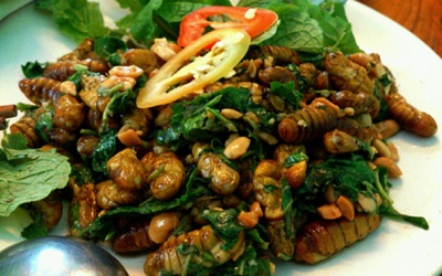 Mối nguy hiểm từ nhộng tằm, đuông dừa