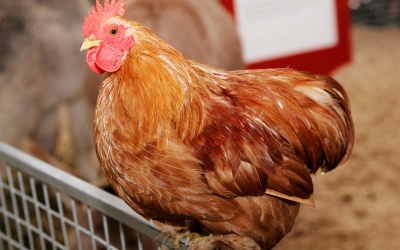 “Nhất thủ, nhì vĩ” chưa hẳn đã tốt