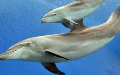 Vườn thú và Thủy cung Nhật sẽ không mua cá heo bị săn bắt ở vùng Taiji