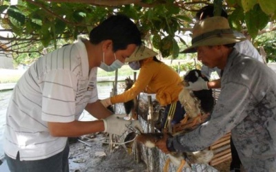 Nhanh chóng xử lý kịp thời ổ dịch cúm H5N1 ở Ninh Thuận