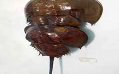 Cấm dùng so biển làm thực phẩm do có độc tố