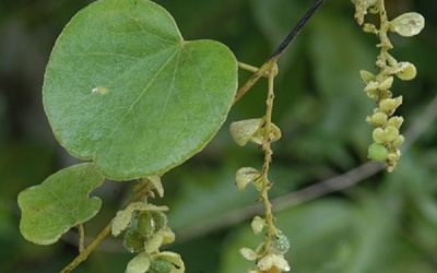 Giải khát, hạ nhiệt với lá tiết dê